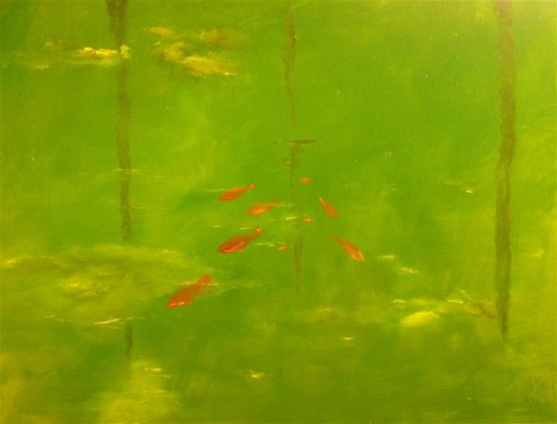 Goldfish Pond 2.JPG